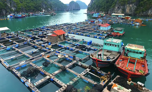 Industrie d aquaculture marine Le Vietnam a pour objectif de devenir le leader dans l’Asean